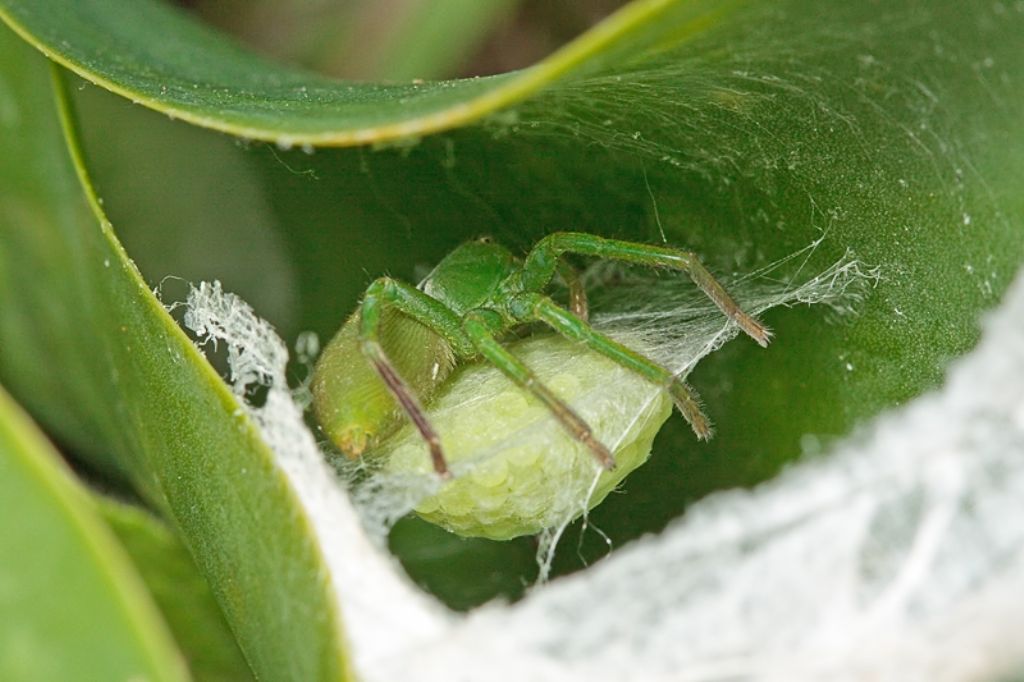 Micrommata ligurina con ovisacco - Malta